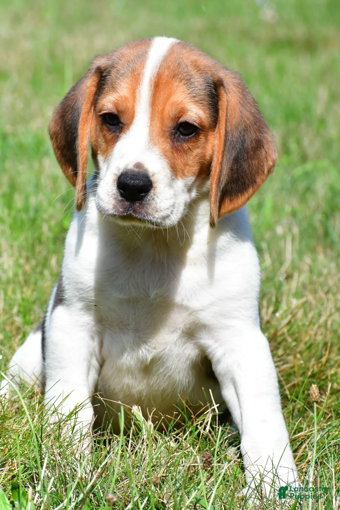 Beagle dogs for sale: Ronnie - Ad 1