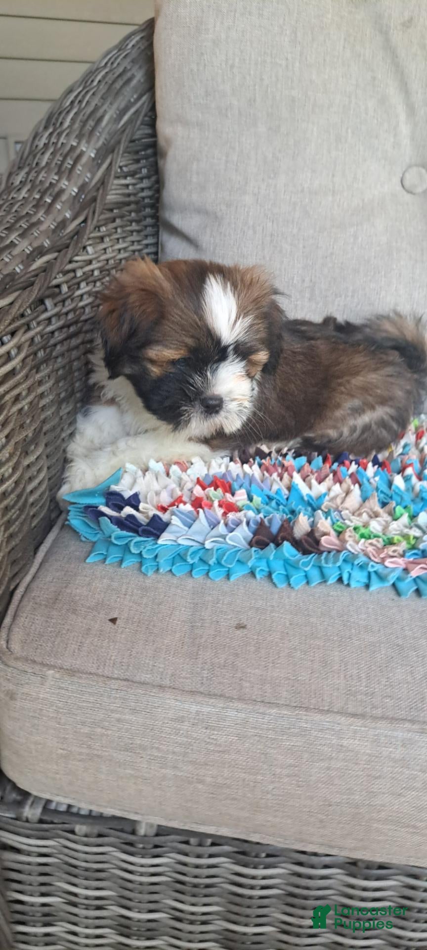Lhasa Apso dogs Lhasa Apso 1 - Ad 2
