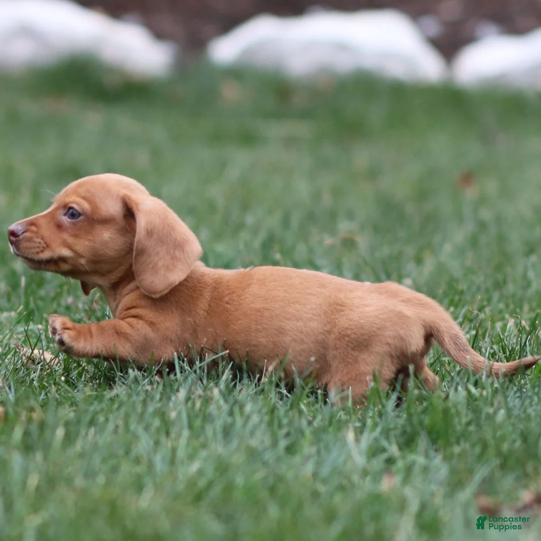Dachshund dogs for sale: Harley - Ad 7