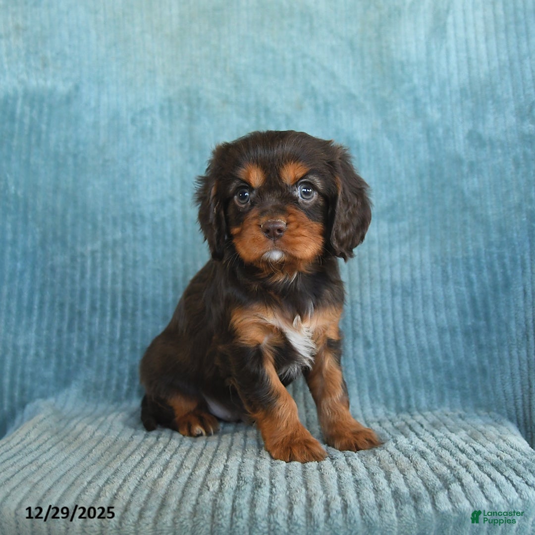 Cavalier King Charles Spaniel dogs for sale: Cosmo   - Ad 2