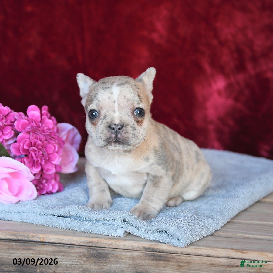 Frenchton dogs Hazel - Ad 2