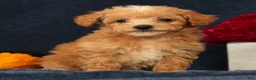 Bichpoo dogs for sale: Omar - Ad 7