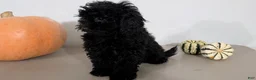 Havapoo dogs for sale: Malia - Ad 7
