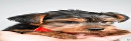 Yorkshire Terrier dogs for sale: Dell - Ad 9