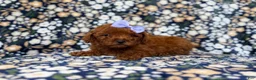 Mini Goldendoodle dogs for sale: Sasha - Ad 5