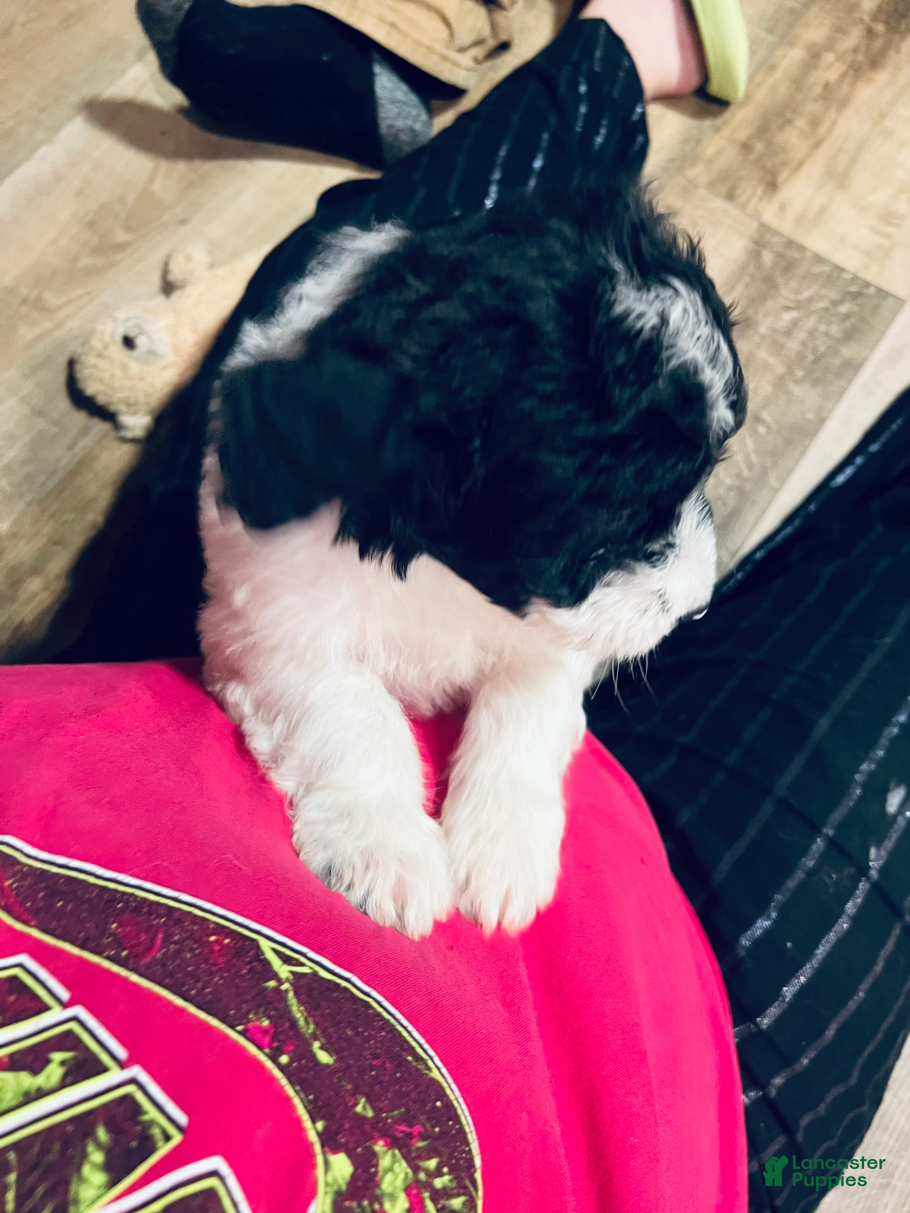 Mixed Breed dogs Curly - Ad 6