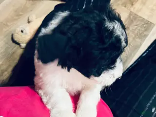 Mixed Breed dogs Curly - Ad 6