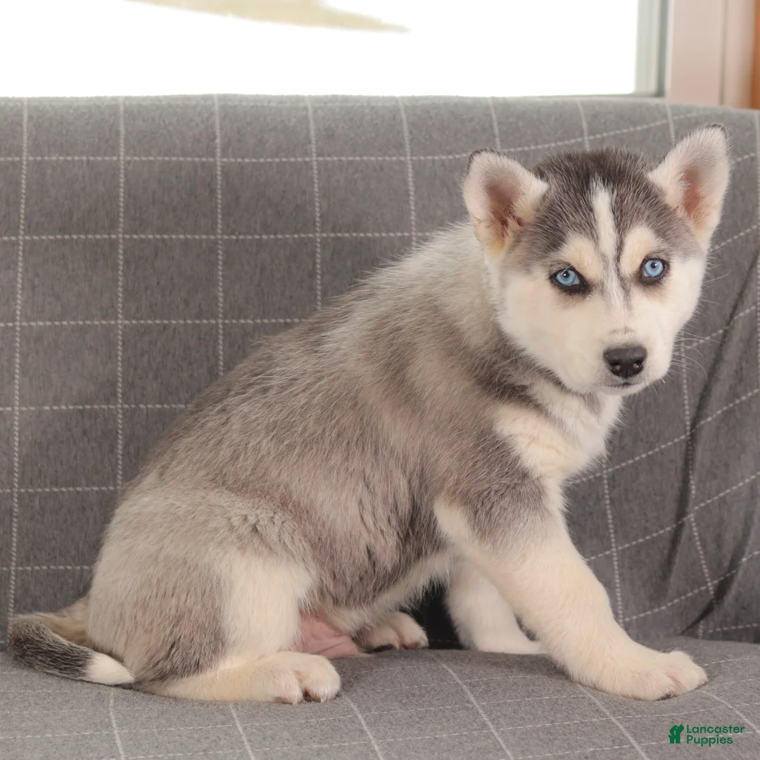 Siberian Husky dogs for sale: Smokey - Ad 4