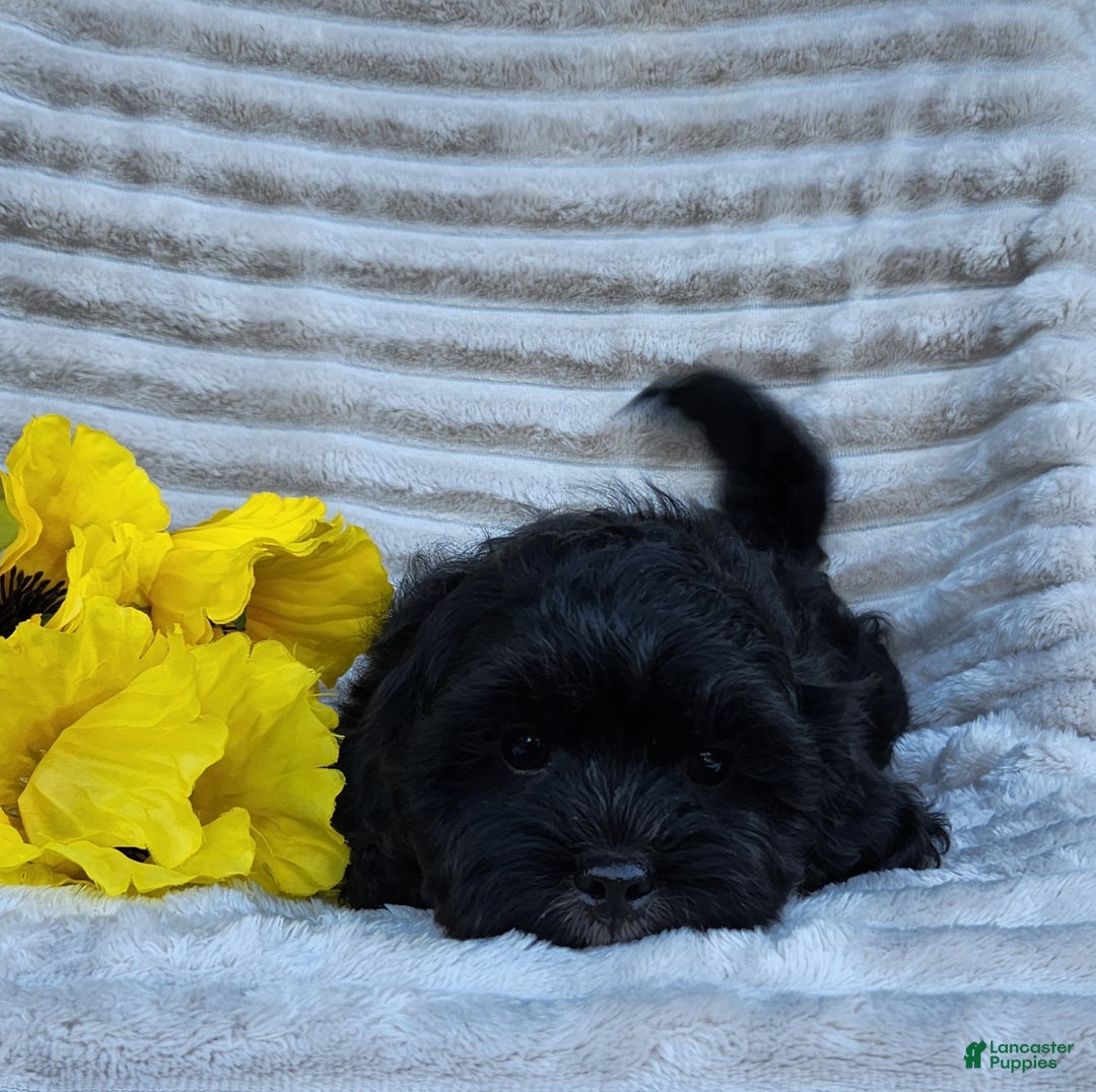 Shihpoo dogs for sale: Dallas - Ad 3