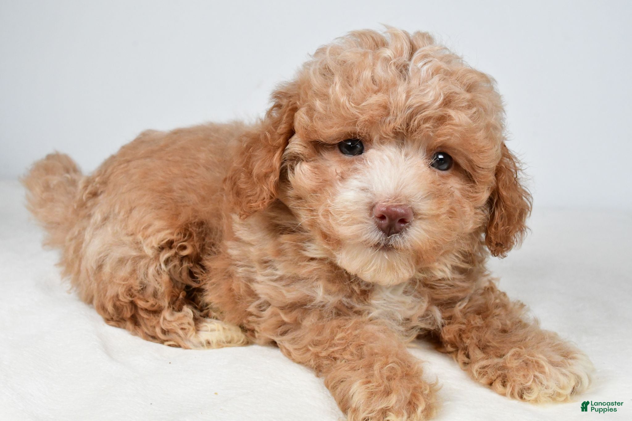 Maltipoo dogs Teddy - Ad 1