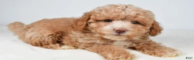 Teddy