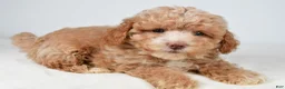 Maltipoo dogs for sale: Teddy - Ad 1