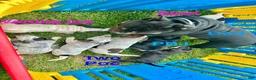 Mixed Breed dogs for sale: Vanilla Ice - Ad 2