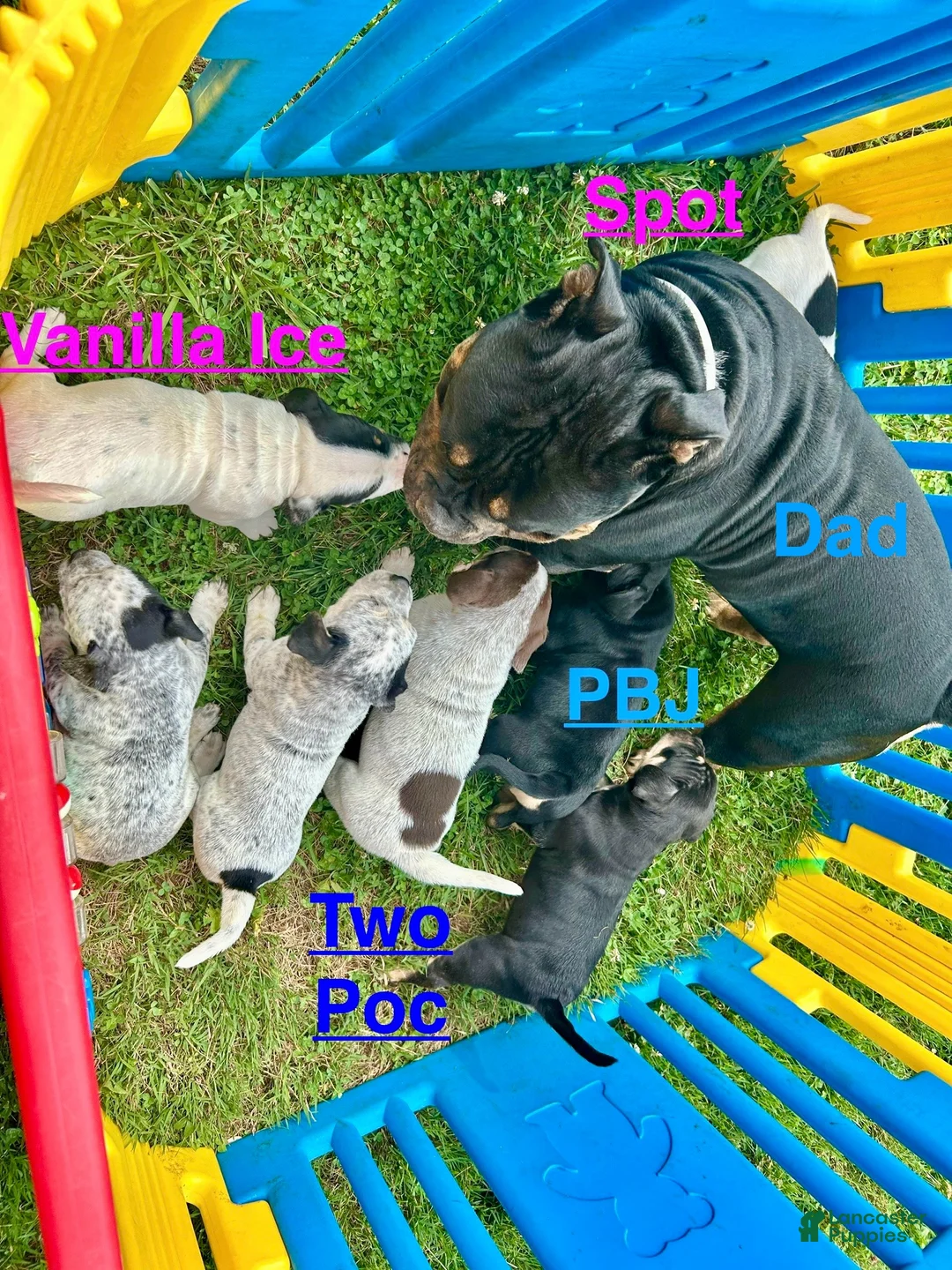Mixed Breed dogs for sale: Vanilla Ice - Ad 2