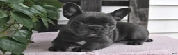 Frenchton dogs for sale: Lyndie - Ad 5