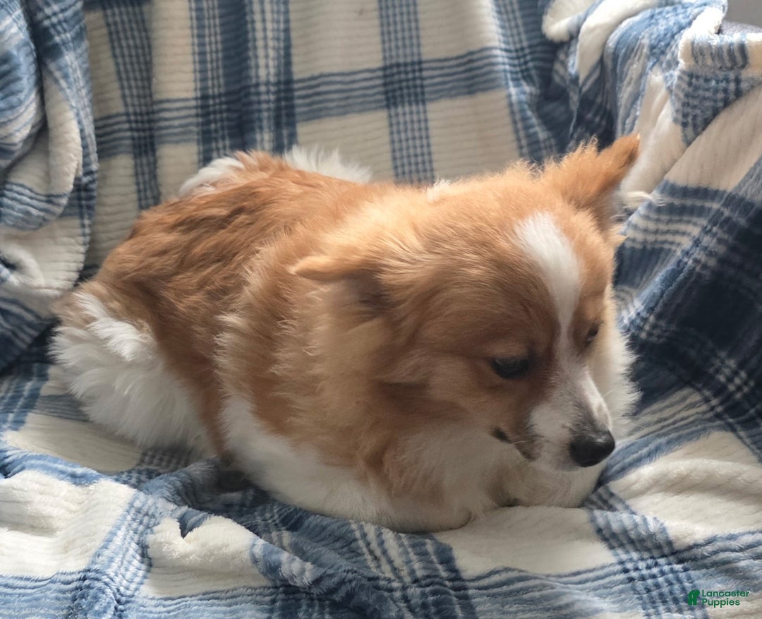 Pomeranian dogs for sale: Sally May - Ad 4