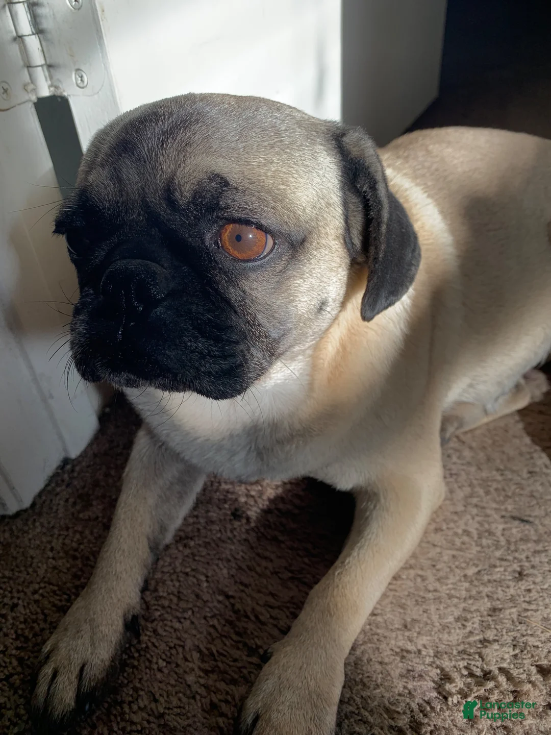 Pug dogs for sale: Pug 2 - Ad 2