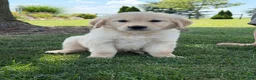 Golden Retriever dogs for sale: Peanut - Ad 4