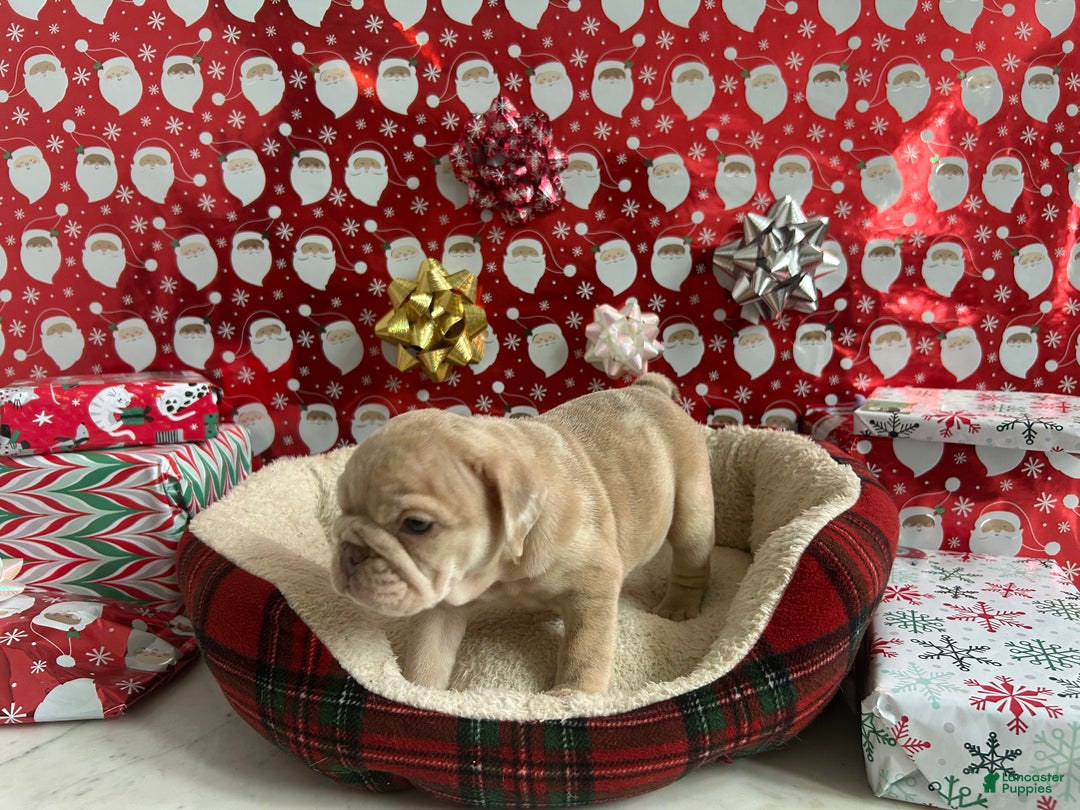 English Bulldog dogs for sale: River - Ad 4
