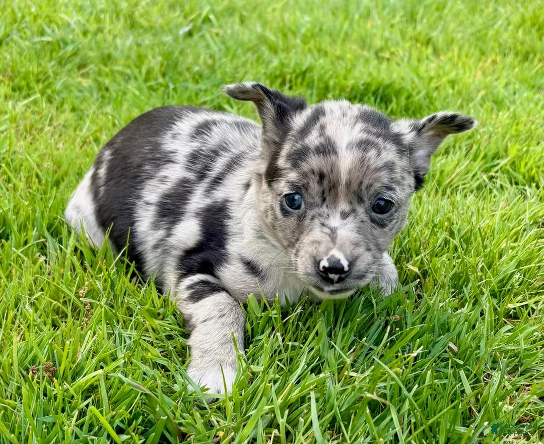 Chihuahua dogs for sale: Chihuahua Puppy 2 - Ad 2