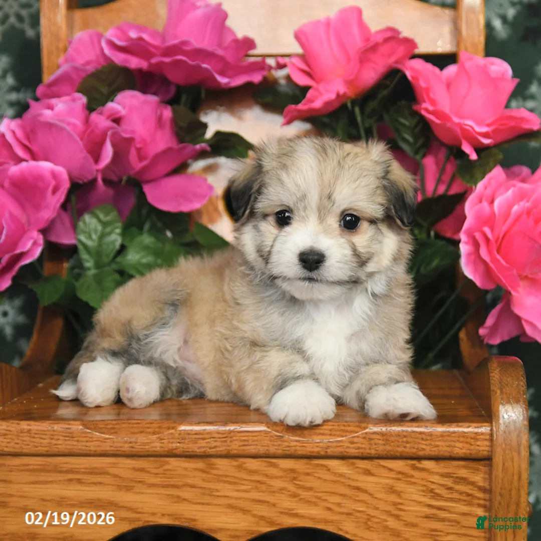 Mixed Breed dogs for sale: Tucker - Ad 3