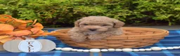 Bichpoo dogs for sale: Pumpkin Patch - Ad 2