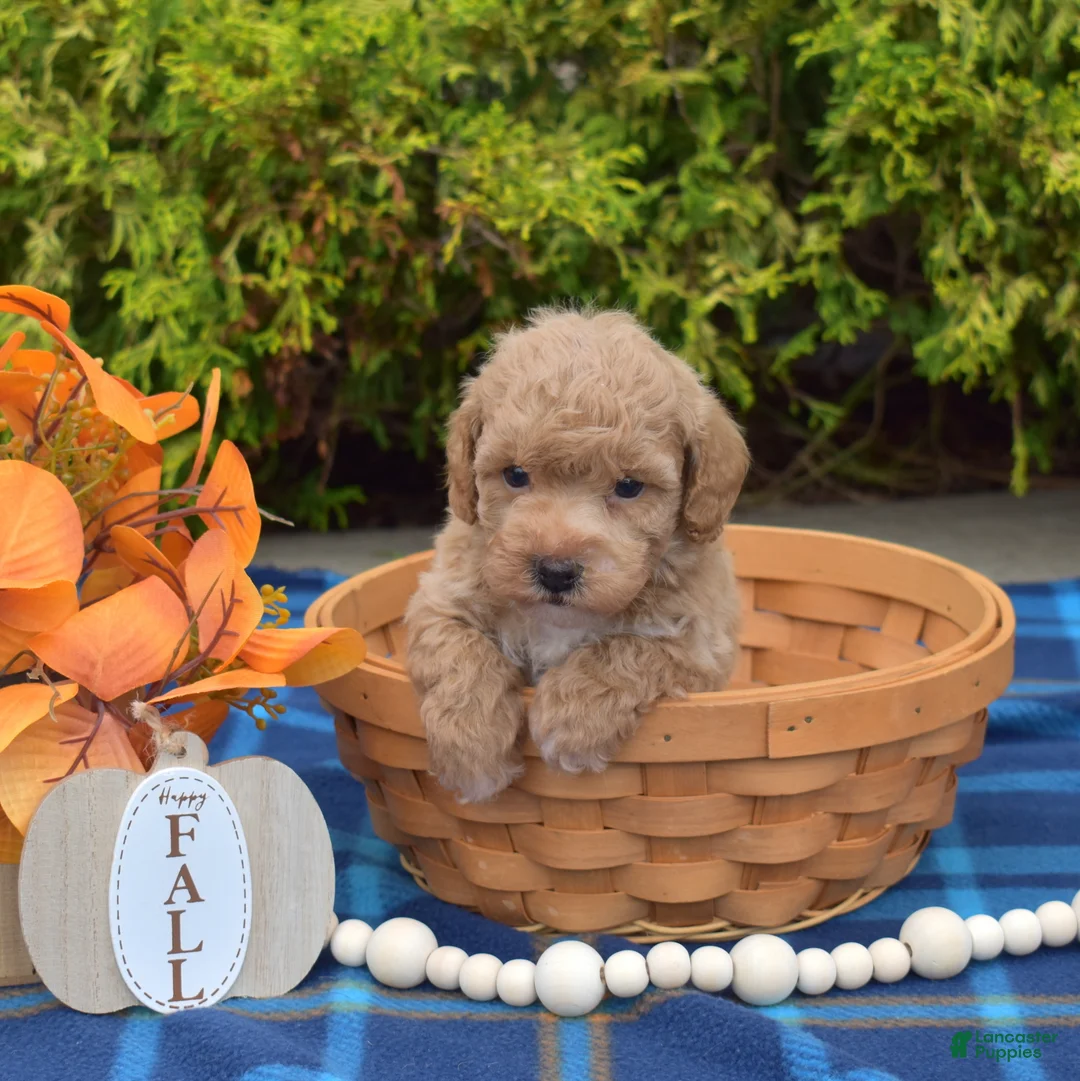 Bichpoo dogs for sale: Pumpkin Patch - Ad 2