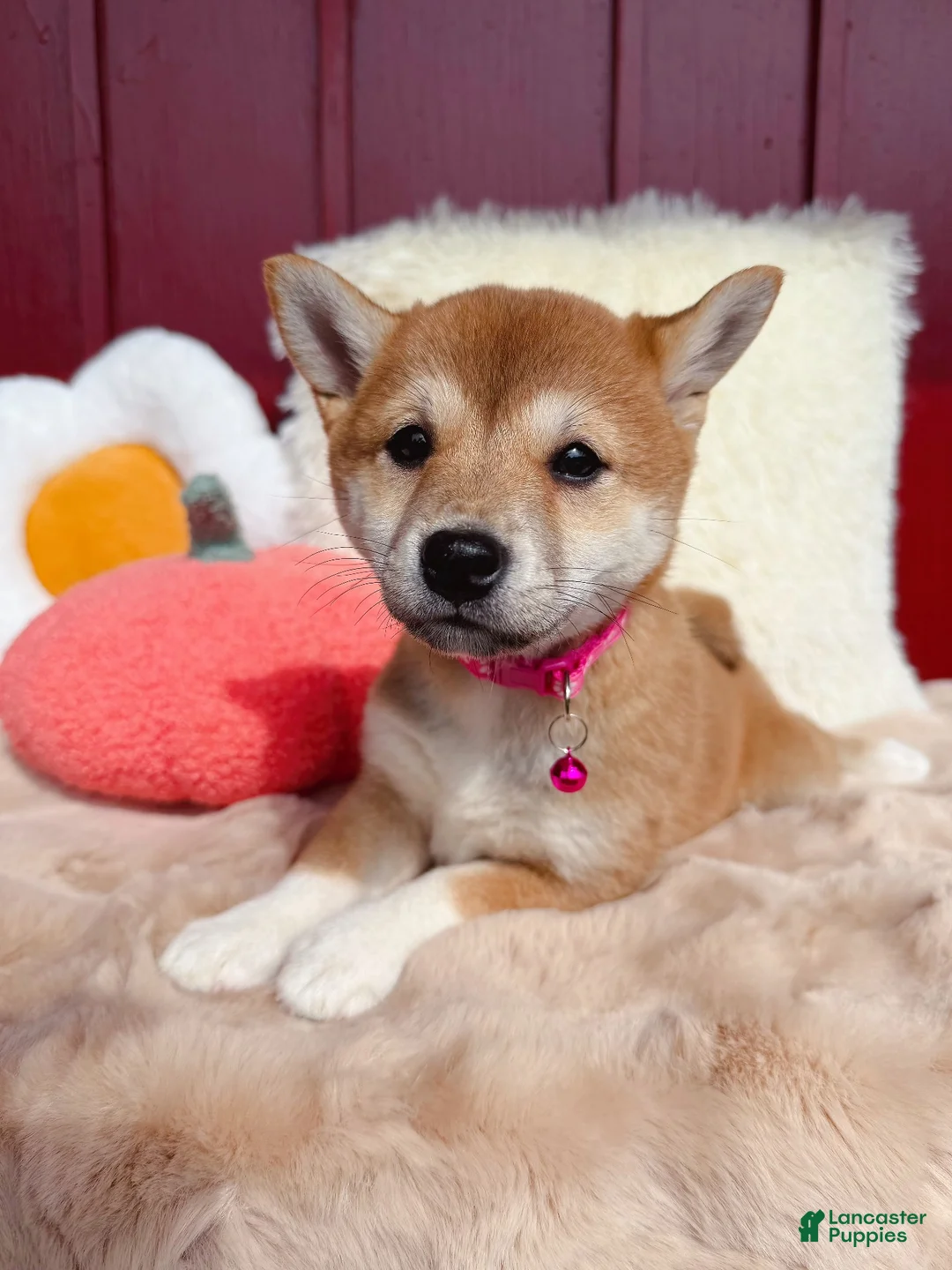 Shiba Inu dogs for sale: 🩷 Wendi 🩷 - Ad 1