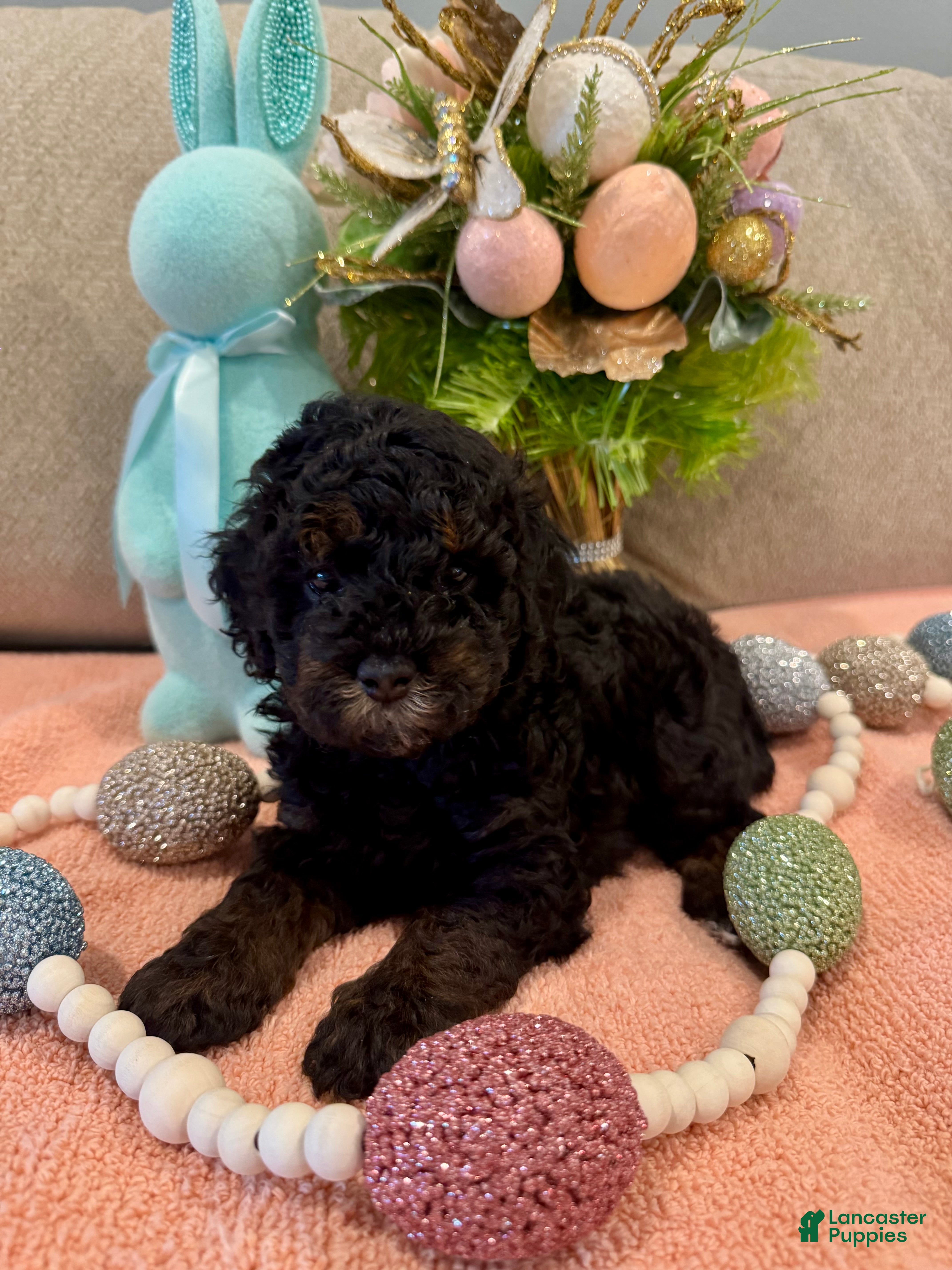 Miniature Poodle dogs Miniature Poodle Puppy 4 - Ad 16