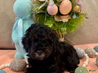 Miniature Poodle dogs for sale: Miniature Poodle Puppy 4 - Ad 3