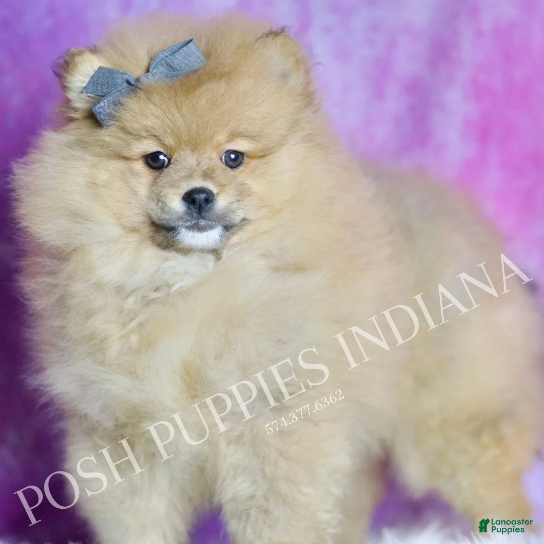 Pomeranian dogs for sale: Rocky - Ad 3