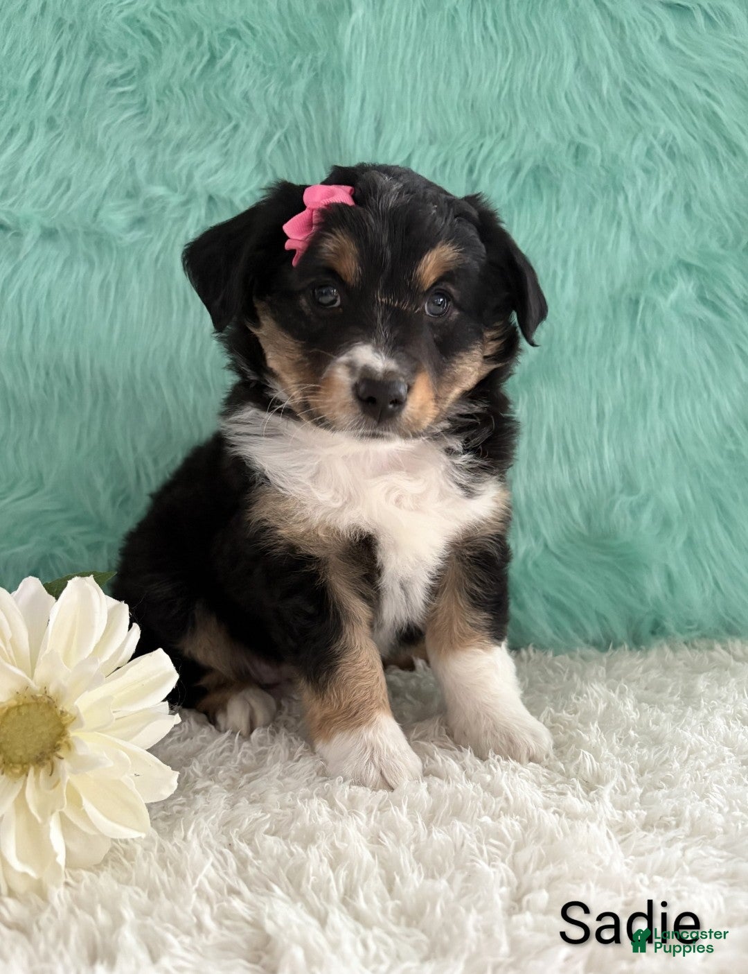 Miniature Australian Shepherd dogs for sale: Sadie  - Ad 1