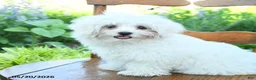 Maltese dogs for sale: Skippy - Ad 5