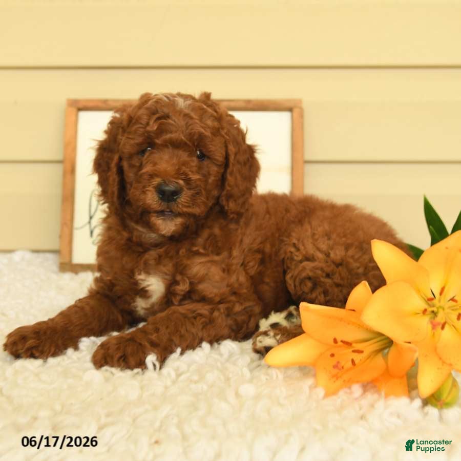 Mini Goldendoodle dogs Sweetie - Ad 2