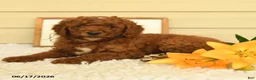 Mini Goldendoodle dogs for sale: Sweetie - Ad 2