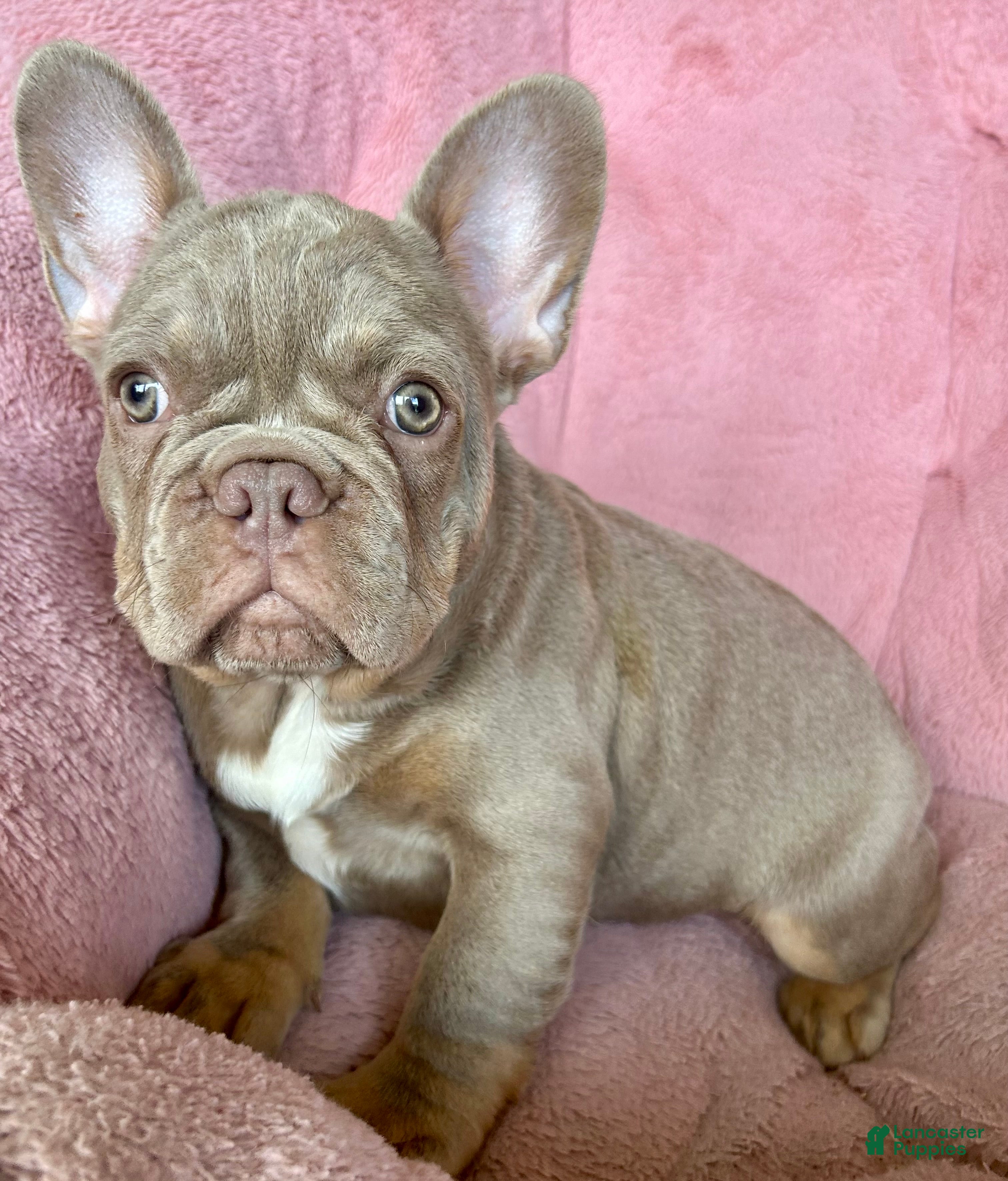 French Bulldog dogs Chocolate  - Ad 25