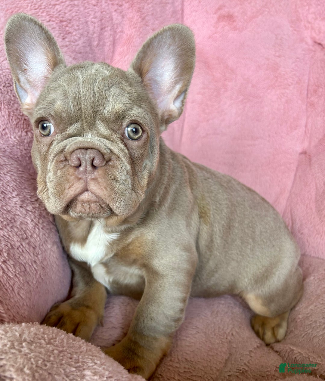 French Bulldog dogs for sale: Chocolate  - Ad 1