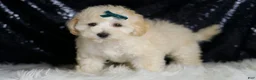 Maltipoo dogs for sale: Mochi - Ad 5