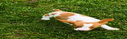 Brittany Spaniel dogs for sale: Teela - Ad 4