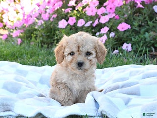 Miniature Labradoodle dogs - Ad 29