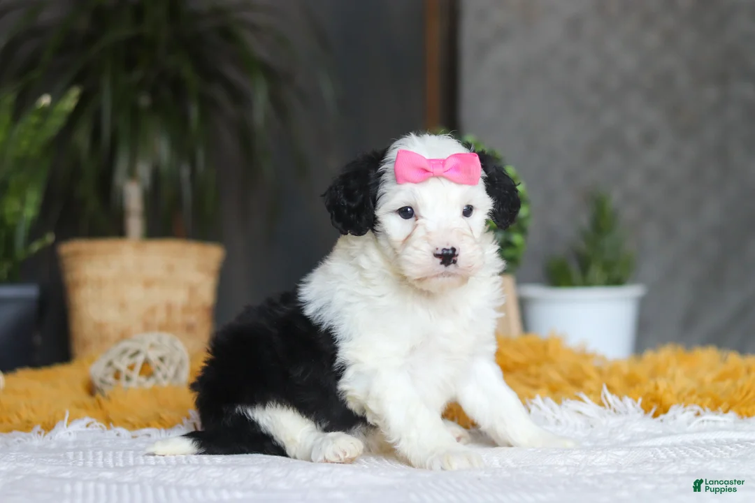 Sheepadoodle dogs for sale: Chica - Ad 2