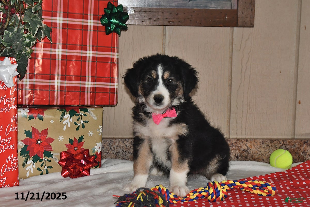 Australian Shepherd dogs Lizzy - Ad 8