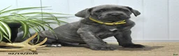 Cane Corso dogs for sale: Gunner - Ad 3