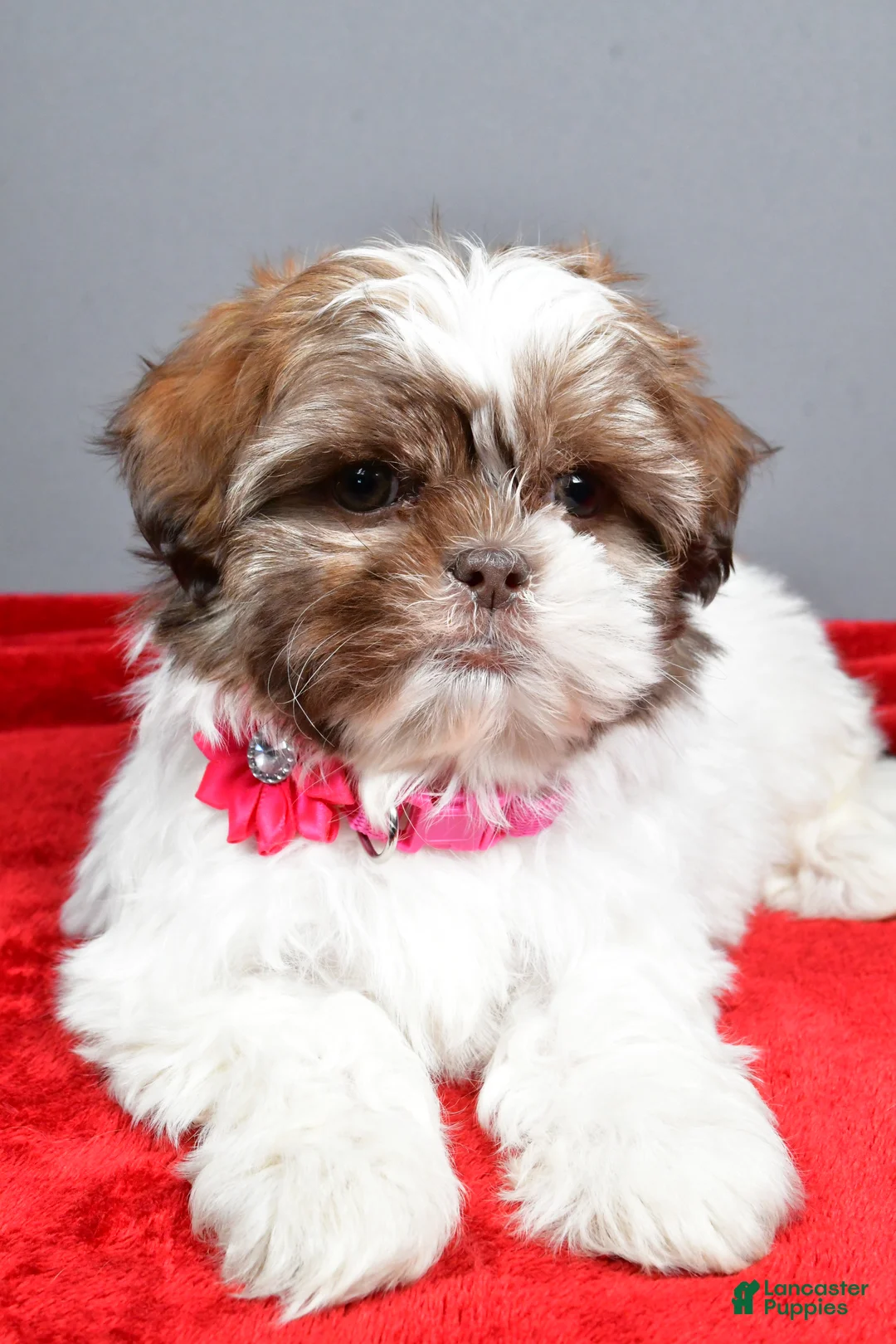 Shih Tzu dogs for sale: April - Ad 3