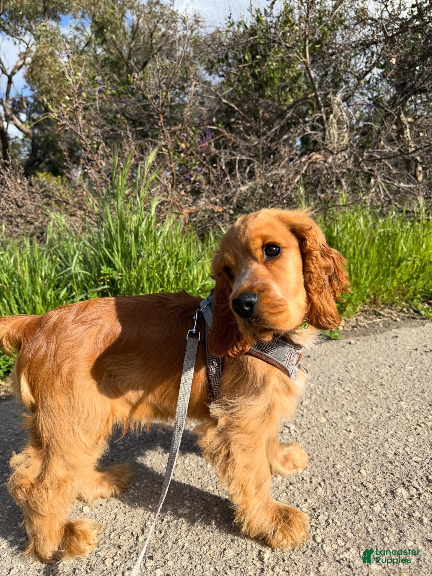 English Cocker Spaniel dogs Toby  - Ad 1