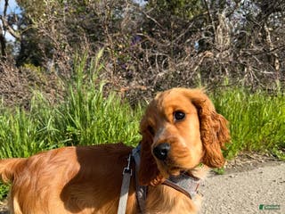 English Cocker Spaniel dogs Toby - Ad 9