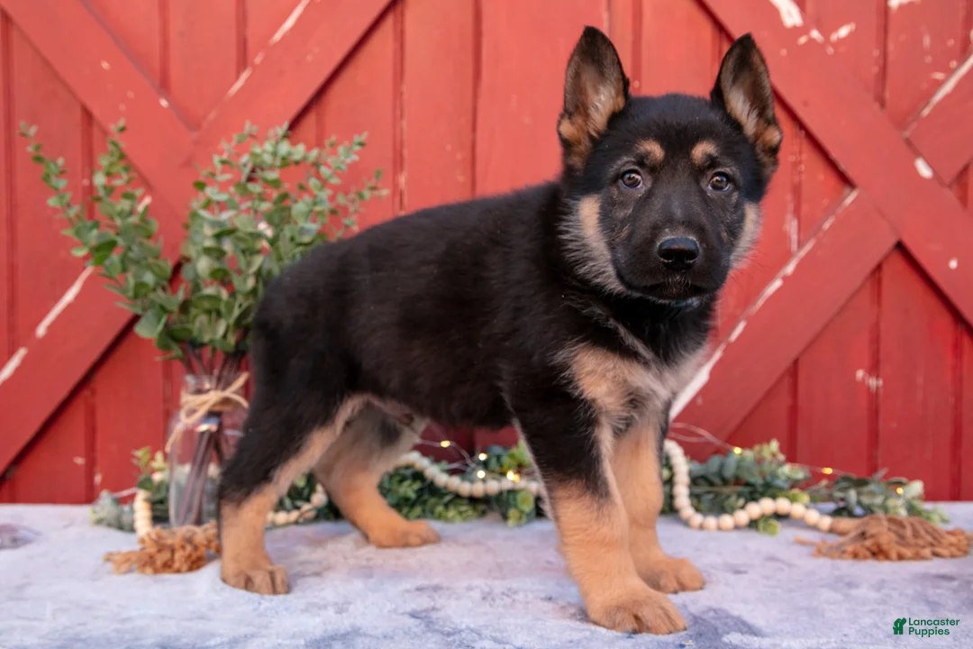 German Shepherd dogs for sale: Ace - Ad 1