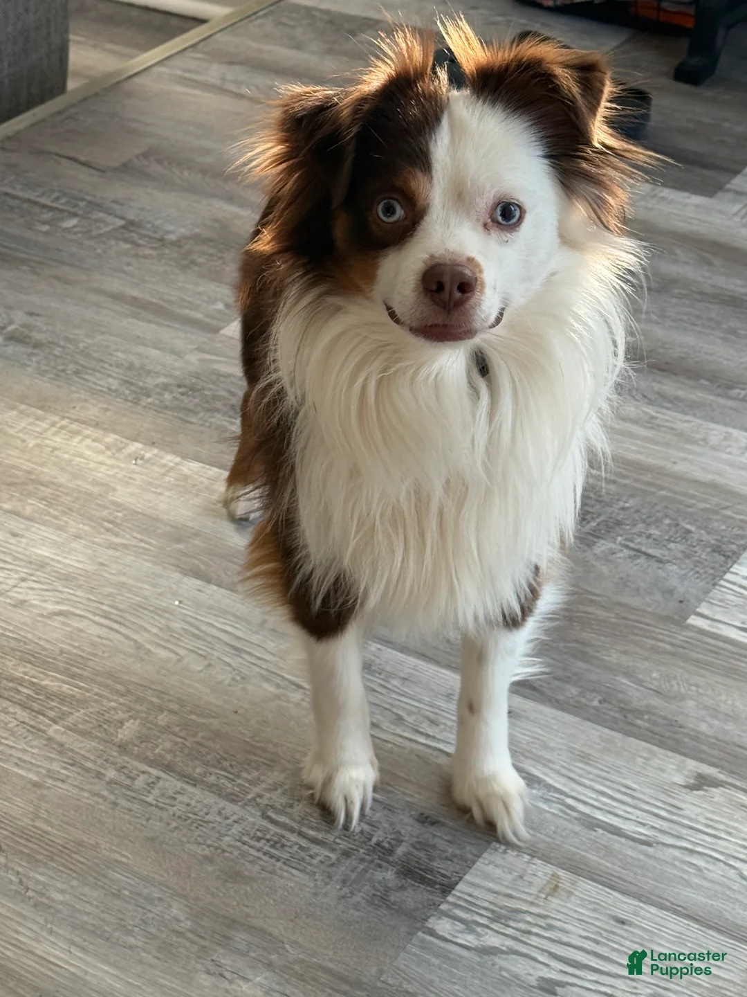 Mixed Breed dogs for sale: Oreo - Ad 6