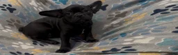 Frug dogs for sale: Ace - Ad 2