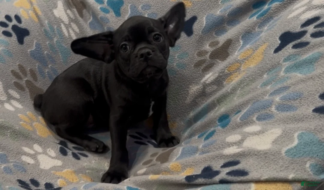 Frug dogs for sale: Ace - Ad 2